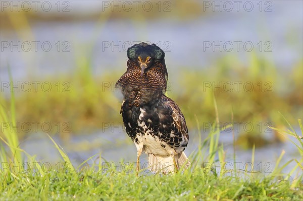 Ruff (Philomachus pugnax), mating behaviour, mating plumage, standing in wet meadow, snipe birds,
