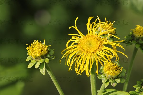 Elecampane (Inula helenium), flower, medicinal plant, North Rhine-Westphalia, Germany, Europe