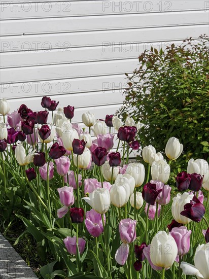 Flower bed with different coloured tulips in front of a white wall in a garden, white wooden houses