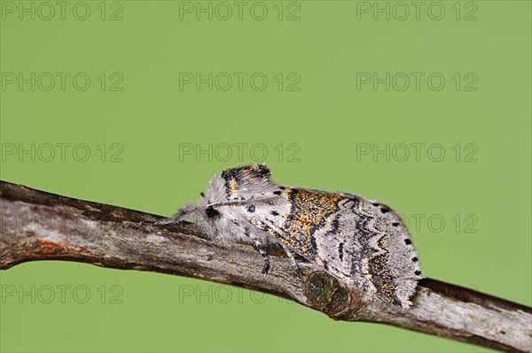 Sallow kitten moth (Furcula furcula), North Rhine-Westphalia, Germany, Europe