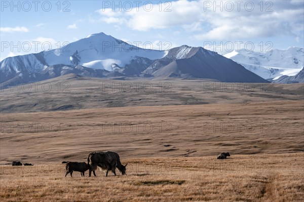 Glaciated and snow-covered mountains, yaks on the plateau in autumnal mountain landscape with
