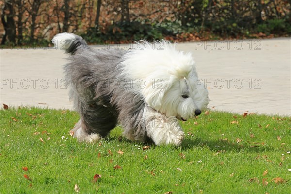 Bobtail, Old English Sheepdog