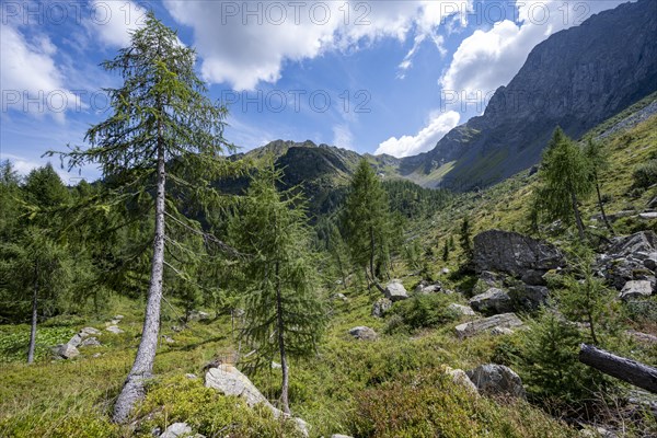 Mountain landscape with green meadows and larch forest, Obergailtal, Carnic main ridge, Carnic