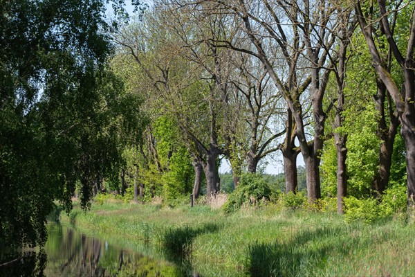 Avenue of trees by a quiet moat with lush greenery, Droemling Biosphere Reserve, Mannhausen,