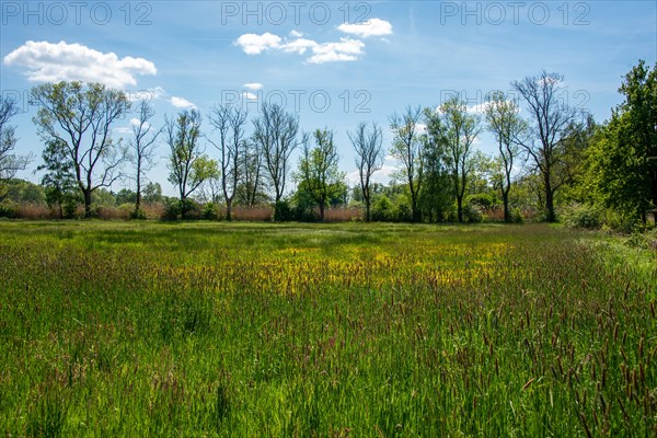 Spring landscape with field, trees and blue sky, Droemling Biosphere Reserve, Mannhausen,