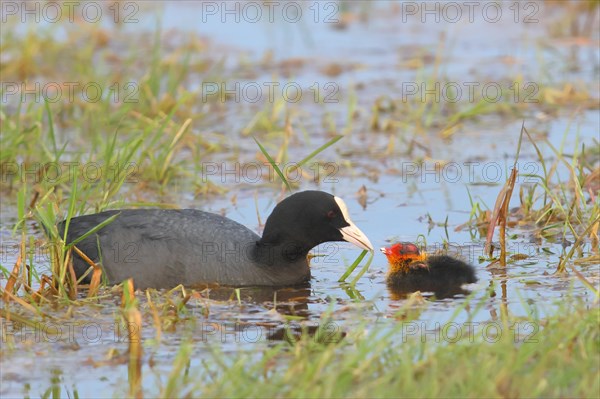 Common coot (Fulica atra), adult bird feeding a chick in a wet meadow, Ochsenmoor, spring, Lake