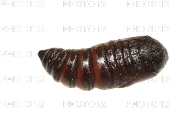 Indian luna moth (Actias selene), pupa against a white background, captive, occurrence in Asia