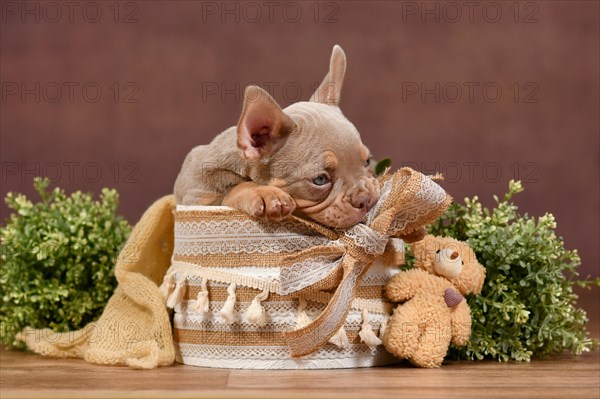 Cute New Shade Isabella Tan French Bulldog dog puppy sitting in box with boho style decoration and