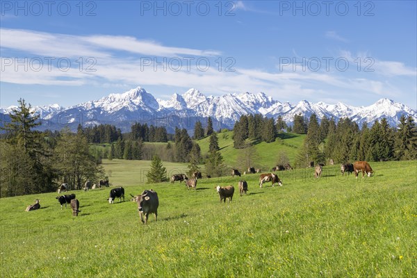 Dairy cows on a pasture, snow-covered mountains, hiking area, forest, trees, Allgaeu Alps, near