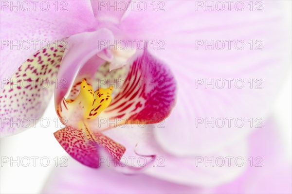 Butterfly orchid (Phalaenopsis), flower detail, houseplant, North Rhine-Westphalia, Germany, Europe