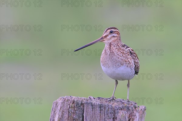 Snipe (Gallinago gallinago), standing on a pasture fence, snipe birds, wildlife, Ochsenmoor,