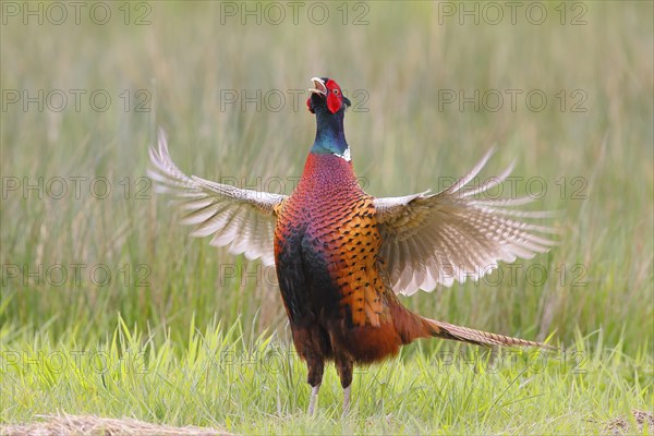 Pheasant, hunting pheasant (Phasianus colchicus), adult male bird flapping its wings in a meadow,