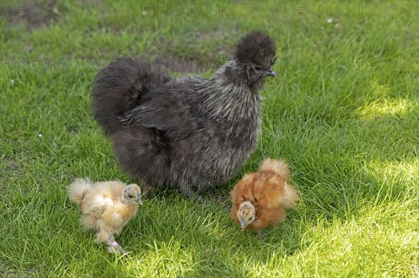 Silkie hen with chicks, Wittorf, Samtgemeinde Bardowick, Lower Saxony, Germany, Europe