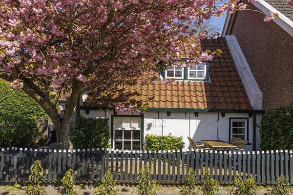 Small house with flowering tree, terrace and garden fence in a quiet spring landscape, historic