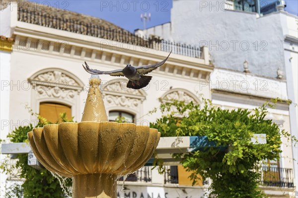 Pigeon in flight leaving to drink water from a fountain