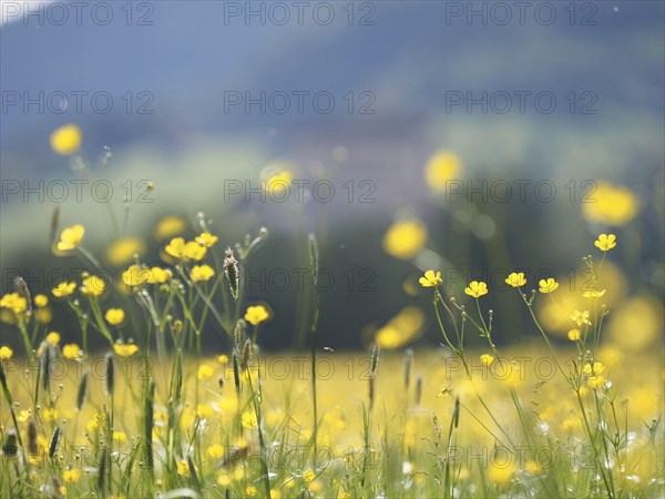 Meadow with tall buttercups (Ranunculus acris), buttercup, common buttercup, near Irdning, Ennstal,