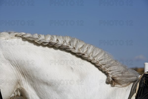 Andalusian, Andalusian horse, braided mane, mane comb
