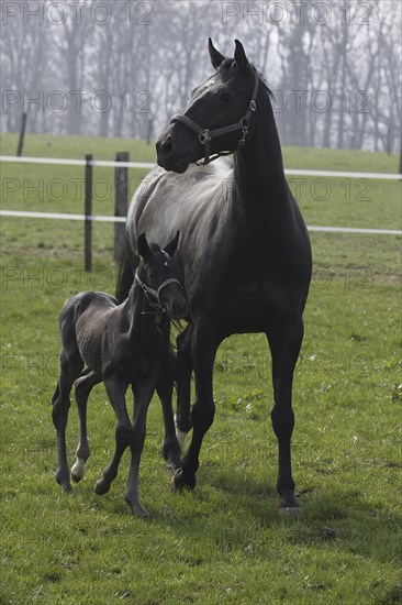 Hanoverian, mare with foal