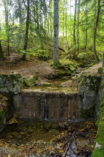 On the Timberland Trail, Obernaugraben, Bad Kohlgrub, Pfaffenwinkel, Upper Bavaria, Bavaria,