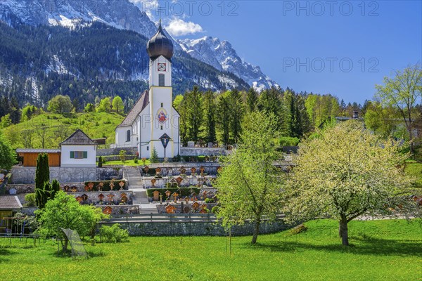 Spring meadow with blossoming trees and parish church in front of the Zugspitze 2962m in the