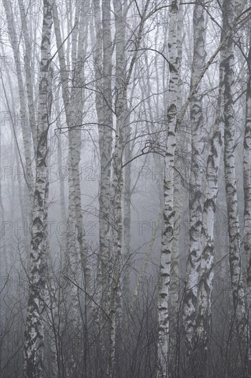 Downy birches (Betula pubescens) in winter in the fog, Lower Saxony, Germany, Europe