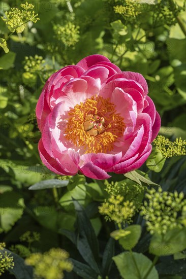 Peony (Paeonia Coral Charm) between yellow umbels (Smyrnium perfoliatum), Emsland, Lower Saxony,