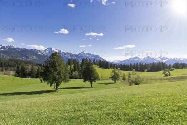Landscape near Buching, Allgaeu Alps, sun, snow, forest, fir trees, Ostallgaeu, near Fuessen,
