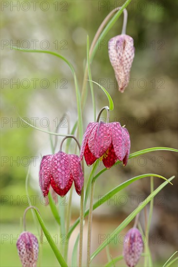Snake's head fritillary (Fritillaria meleagris), flowers in a meadow, inflorescence, early bloomer,