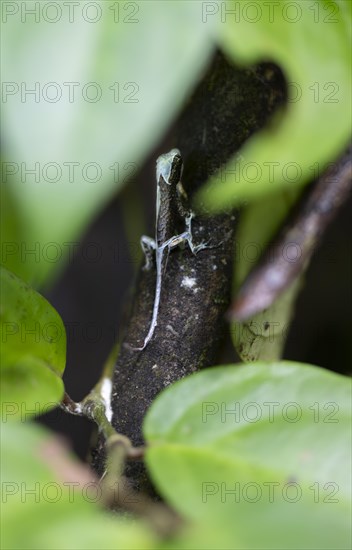 Anolis (Anolis) shedding its skin, sitting on a branch, between leaves, Tortuguero National Park,