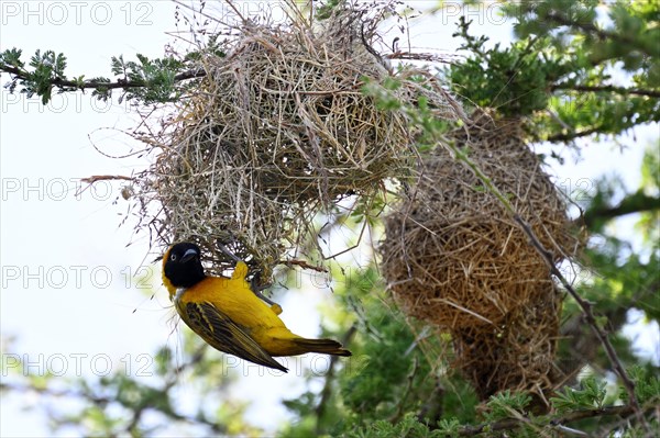 Speke's Weaver (ploceus spekei), male working on nest, Serengeti National Park, Tanzania, Africa
