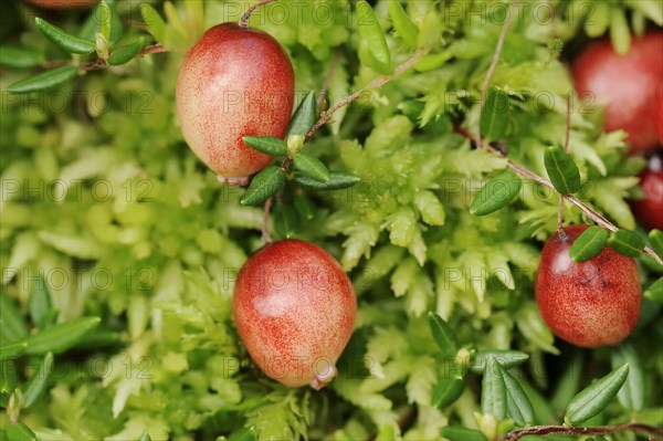 Small cranberry (Vaccinium oxycoccos, Oxycoccus palustris), berries, North Rhine-Westphalia,