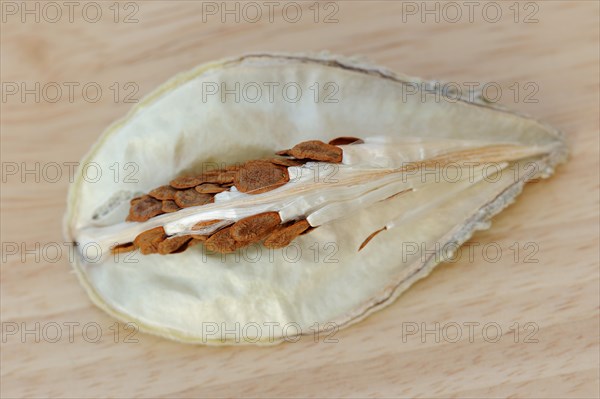 Common milkweed (Asclepias syriaca), fruit with seeds, ornamental plant, native to North America