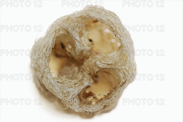Sponge cucumber (Luffa aegyptiaca, Luffa cylindrica), fibrous interior of the ripe fruit, used as a