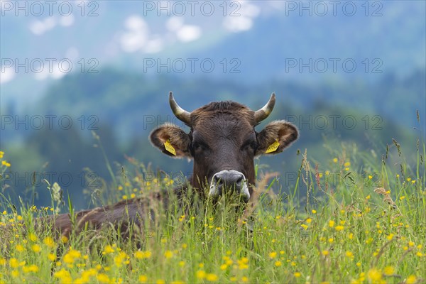 Allgaeu Brown Swiss, (Bos primigenius taurus), Allgaeu, Bavaria, Germany, Europe