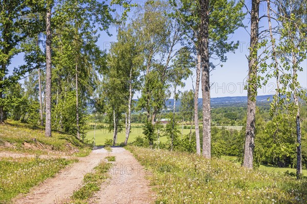 Dirt road in a birch grove with wildflowers a sunny summer day