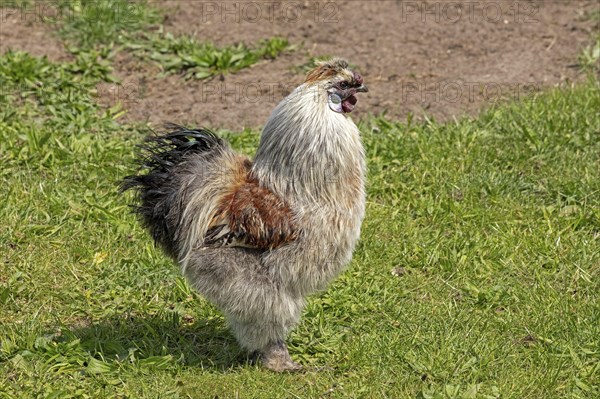 Silk grouse cock, Wittorf, Samtgemeinde Bardowick, Lower Saxony, Germany, Europe