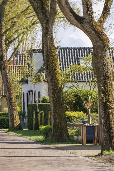 Long walkway along large trees surrounding small gardens and houses in spring, historic houses and