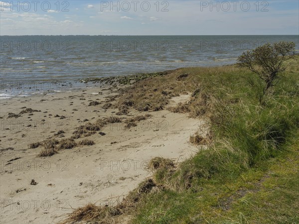 Sandy beach beach with grass and a small bush bordering the sea under a cloudy sky, dune and beach