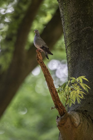 Stock Dove (Columba oenas), Emsland, Lower Saxony, Germany, Europe