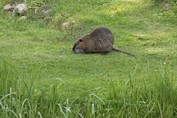 Nutria (Myocastor coypus) grazing, lawn, Boizenburg, Mecklenburg-Vorpommern, Germany, Europe