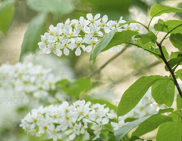 European Bird Cherry (Prunus padus), flowers and leaves, Lower Saxony, Germany, Europe