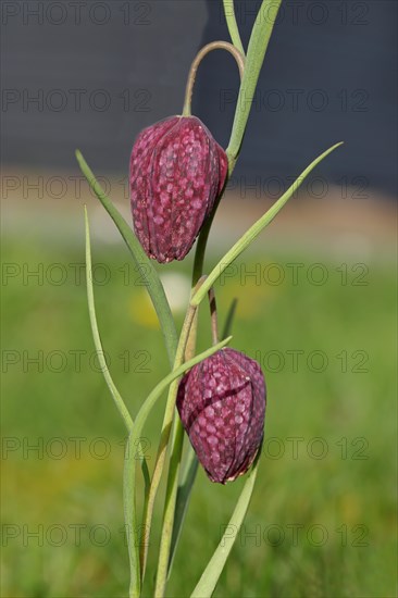 Snake's head fritillary (Fritillaria meleagris), flowers in a meadow, inflorescence, early bloomer,