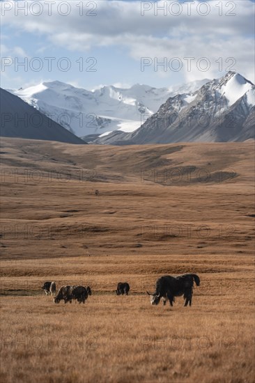Glaciated and snow-covered mountains, yaks grazing on the plateau in autumnal mountain landscape
