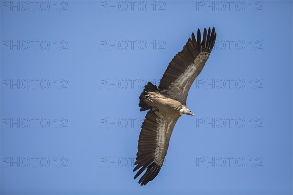 Griffon vulture (Gyps fulvus), Monfraguee National Park, Extremadura, Castilla La Mancha, Spain,