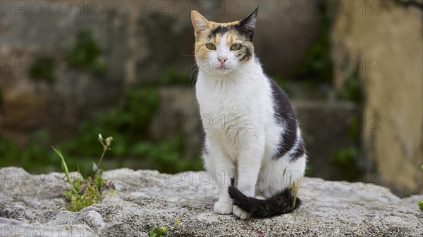 Sitting cat with colourful spots on a stone wall, near Grand Master's Palace, Knights' Town, Rhodes