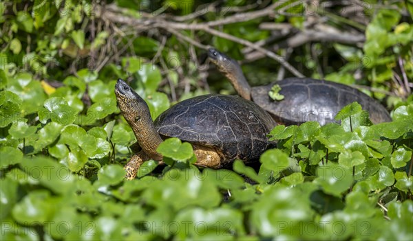 Two American tortoises (Rhinoclemmys funerea) among aquatic plants, Tortuguero National Park, Costa