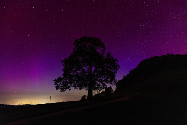 Silhouette of lime tree in front of aurora borealis, northern lights due to solar storm,