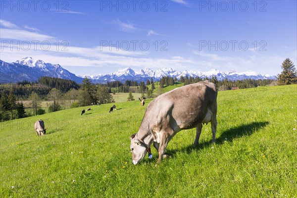 Dairy cows on a pasture, snow-covered mountains, hiking area, forest, trees, Allgaeu Alps, near