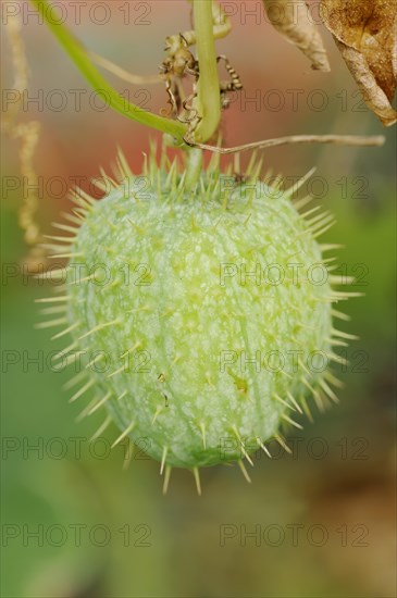 Prickly cucumber or hedgehog cucumber (Echinocystis lobata), fruit, native to North America