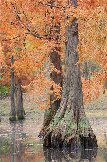 Bald cypress (Taxodium distichum) in autumn, North Rhine-Westphalia, Germany, Europe